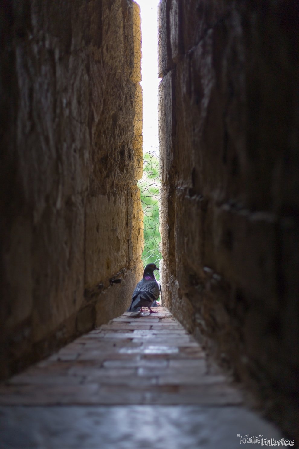 Bye... le pigeon du Château d'Angers