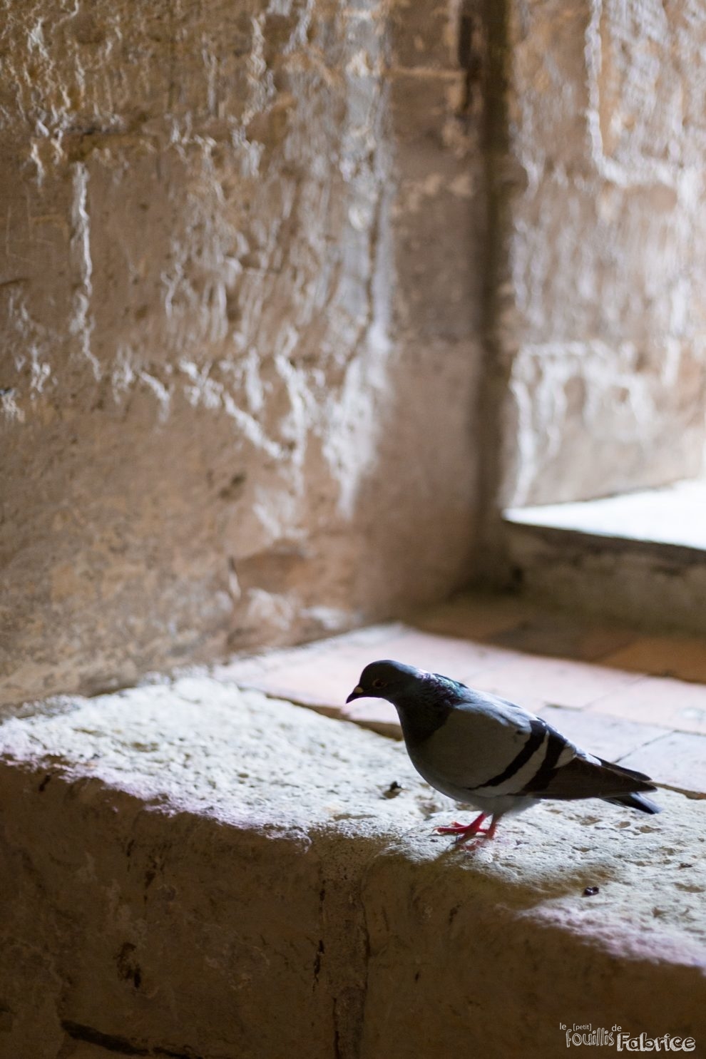 Pigeon dans le Château d'Angers